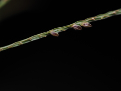 Digitaria longiflora