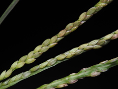 Digitaria longiflora