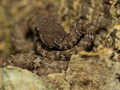 Craspedocephalus malabaricus