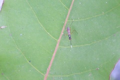 Rainieria