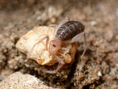 Eremobatidae