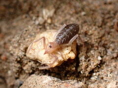Eremobatidae