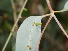 Eucalyptus cephalocarpa