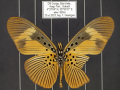 Pseudacraea eurytus eurytus