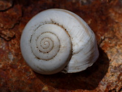 Sonorelix borregoensis