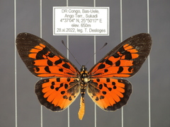 Acraea cepheus