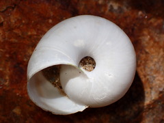 Sonorelix borregoensis