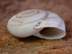 Sonorelix borregoensis