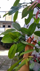 Stelechocarpus burahol