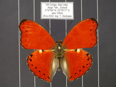 Cymothoe excelsa regisleopoldi