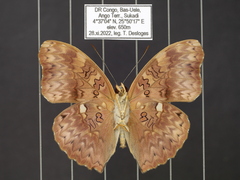 Cymothoe excelsa regisleopoldi