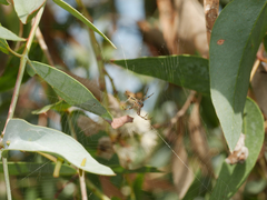 Eucalyptus cephalocarpa