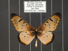 Acraea caecilia