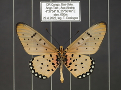 Acraea caecilia