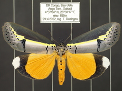 Eligma hypsoides
