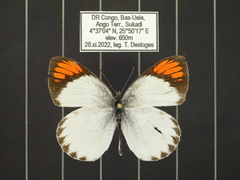 Colotis euippe euippe