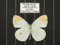 Colotis euippe euippe