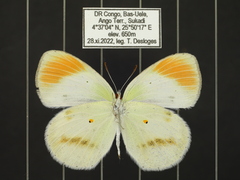 Colotis euippe euippe