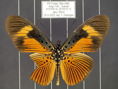 Pseudacraea eurytus eurytus