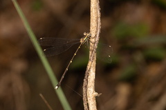 Episynlestes albicaudus