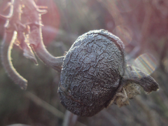 Rosa rugosa