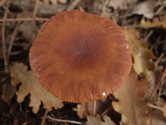 Lactarius serifluus
