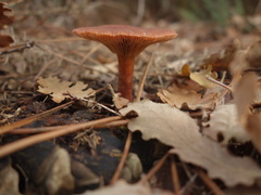 Lactarius serifluus