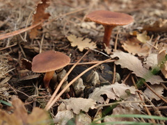 Lactarius serifluus