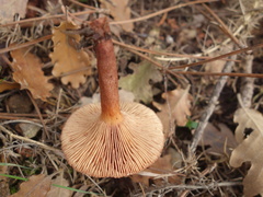 Lactarius serifluus