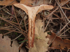 Lactarius serifluus