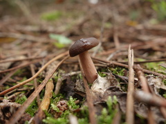 Lactarius serifluus