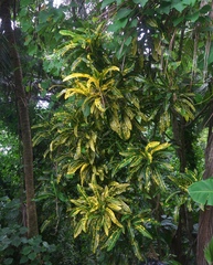 Codiaeum variegatum