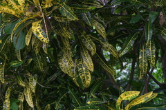 Codiaeum variegatum