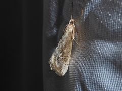 Evergestis isatidalis