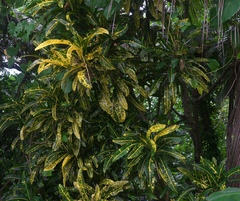 Codiaeum variegatum