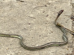 Psammophis