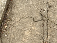 Psammophis