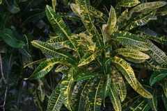 Codiaeum variegatum