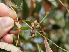 Eucalyptus cephalocarpa