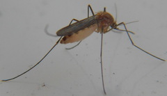 Culex pipiens