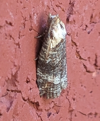 Cryptoptila australana
