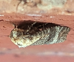 Cryptoptila australana