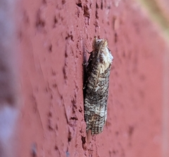 Cryptoptila australana