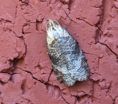 Cryptoptila australana