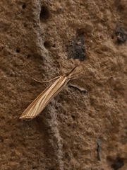 Hednota relatalis