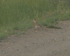 Melanocorypha mongolica