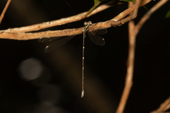 Episynlestes albicaudus