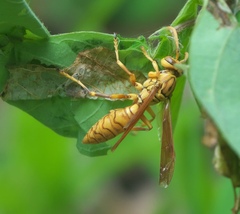 Polistes olivaceus