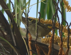 Foulehaio carunculatus