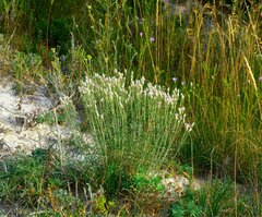 Jurinea stoechadifolia